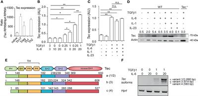 The Tyrosine Kinase Tec Regulates Effector Th17 Differentiation, Pathogenicity, and Plasticity in T-Cell-Driven Intestinal Inflammation